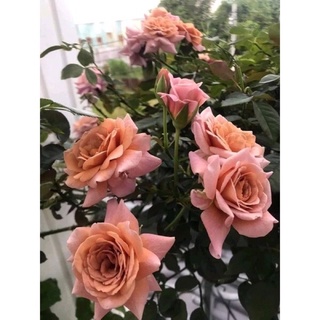 Hoa hồng ngoại Utsusemi Rose - hồng bụi Nhật, hoa chùm màu nâu tây