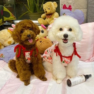 Váy đầm cho chó mèo hoạ tiết trái dâu dễ thương mát mẻ