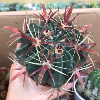 Xương rồng móc câu đỏ size 5cm