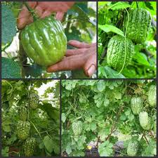#Hạt_Giống_Mướp_Đắng