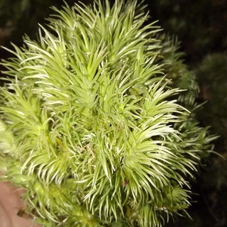 Hộp Rêu cỏ mây làm terrarium