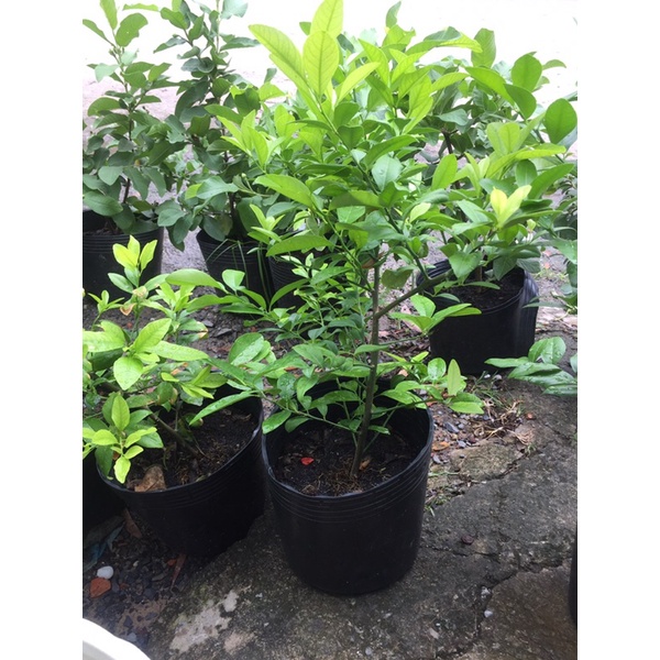 Cây chanh bắc - chanh ta ( ăn được lá )