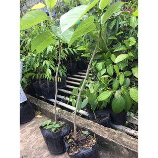 Cây dâu tằm trái dài
