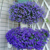 Hạt Giống Cúc LOBELIA Mix - 30 hạt