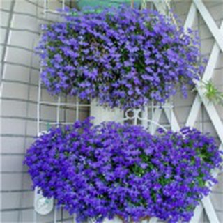 Hạt giống cúc lobelia mix - 30 hạt