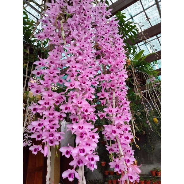 Hoa lan giả hạt hoa hồng hoa Tết 1 khóm