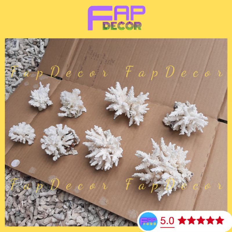 Bông Rạn Biển Mini Siêu Cute Hàng Đẹp Giá Rẻ, San Hô Mini Trang Trí Nhà Cửa Setup Thủy Sinh - FapFood