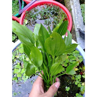 Cây lan nước thủy sinh-1 cây