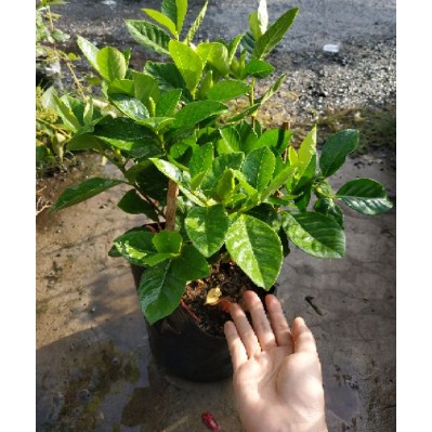 Bạch thiên hương - UtNho