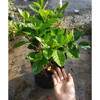 [Cây giống hoa] bạch thiên hương - UtNho