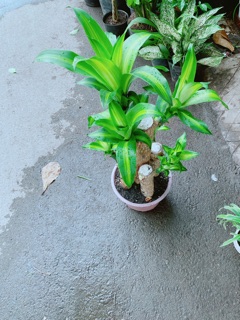 Cây Phát Tài