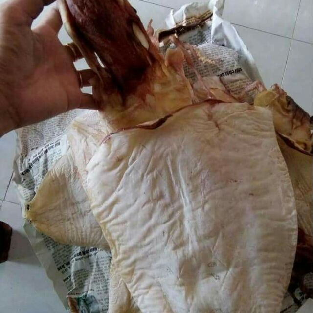 MỰC BÈ SỮA(Lá đại dương)