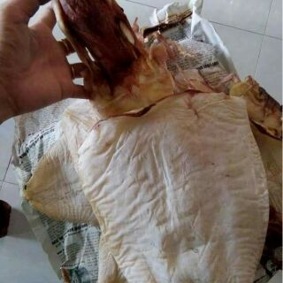 MỰC BÈ SỮA(Lá đại dương)