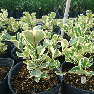 Cây bàng lá tim cẩm thach(chậu nhựa đen)-Trang trí sân vườn-Decor-Phong thuỷ-Cây hoa kiểng Đồng Tháp