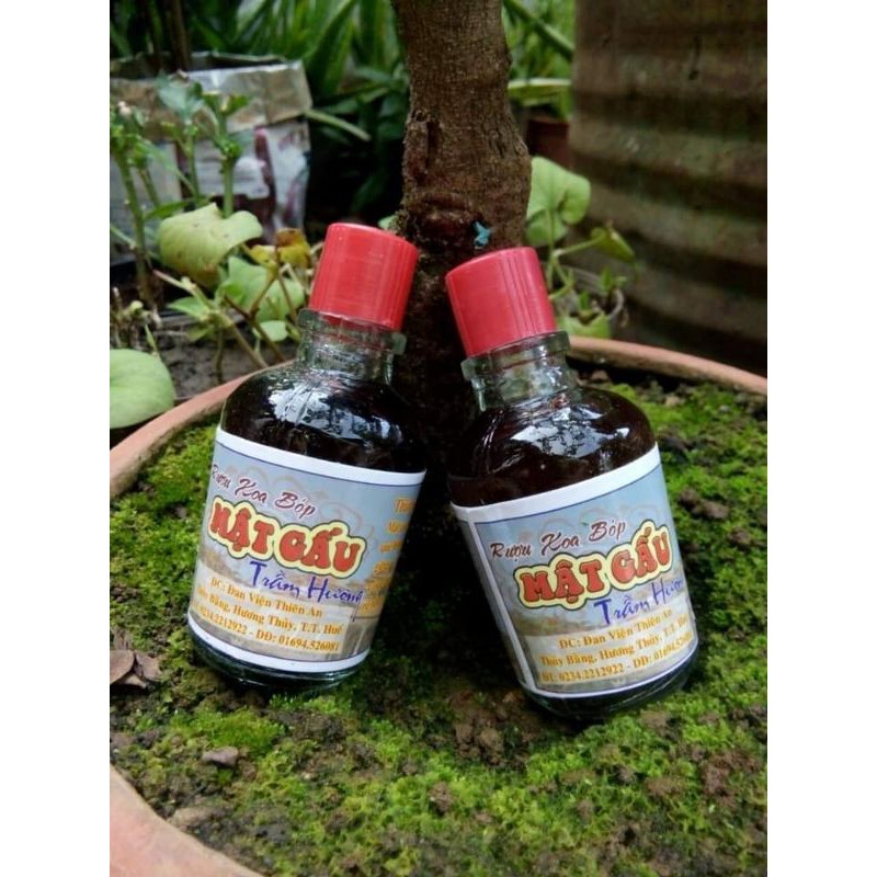 Dầu xoa bóp cây mật gấu trầm hương