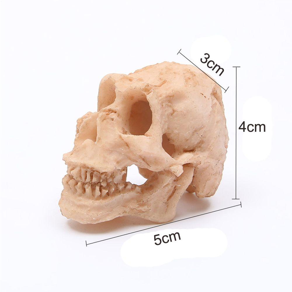 Xương Sọ Nhân Tạo Bằng Resin Tổng Hợp Kích Thước Nhỏ Trang Trí Bể Cá Phong Cách Thời Trang