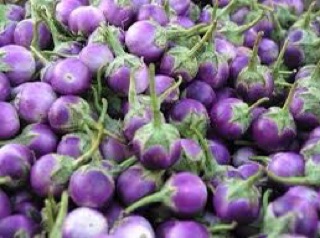 Hạt giống cà pháo RỒNG VÀNG