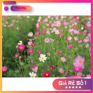 Hạt giống Sao nhái mix (100 hạt)