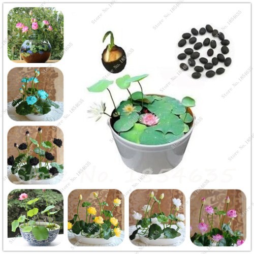 5 hạt sen nhật mini nhiều màu