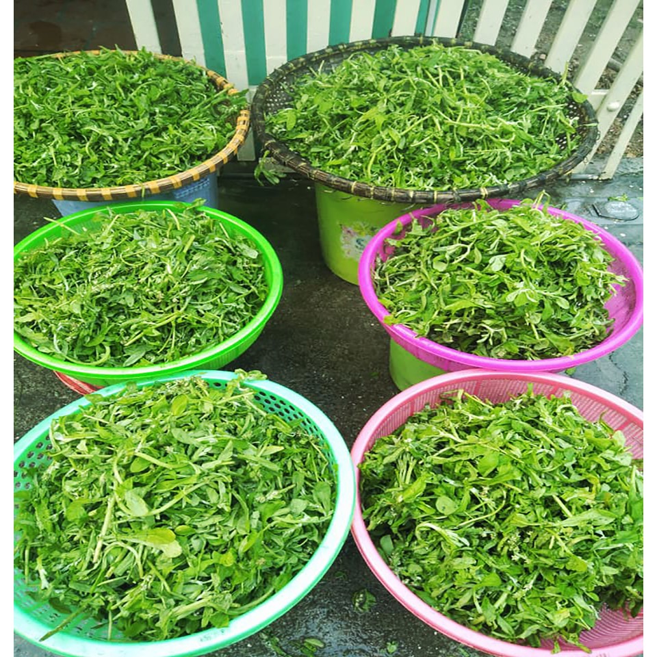 Set Bánh Khúc Không Xôi Đã Hấp - Món Ăn Cổ Truyền Chế Biến Sẵn Bảo Quản Lâu Dài