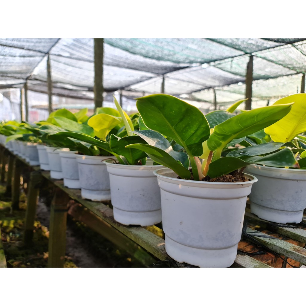 CÂY TRẦU BÀ ĐẾ VƯƠNG Vàng,, phong thuỷ để bàn mini GIÁ RẺ, lọc không khí, Cây Tươi Nguyên CTN0
