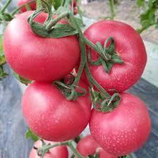 [HOT] Hạt giống cà chua Hồng ( 30 hạt)