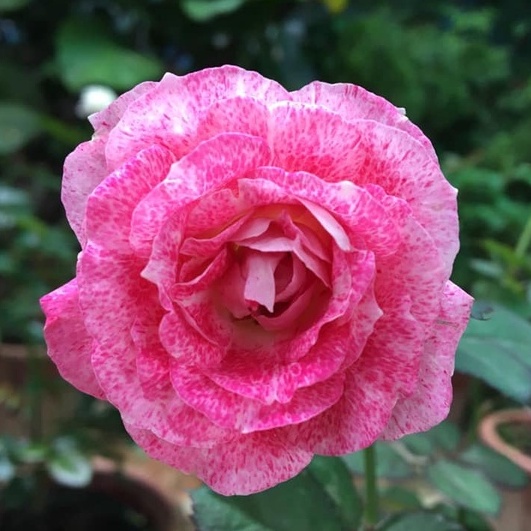 Hoa hồng ngoại Lady Candle rose hồng sọc trộn trắng – Vẻ đẹp lôi cuốn mọi người yêu hoa - Vườn Hoa Melinhrose