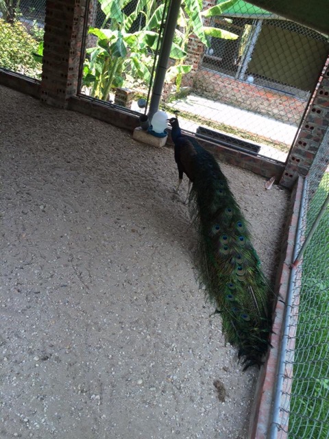 Lông công rìa tự nhiên 70-80cm loại đẹp | BigBuy360 - bigbuy360.vn