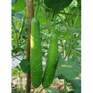 Hạt giống bầu sao f1