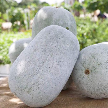 Hạt Giống Bí Trắng Khổng Lồ (35 - 45 Hạt) - Ngọt, Dinh Dưỡng, Năng Suất Cao - Mua 3 Tặng 1 Cùng Loại