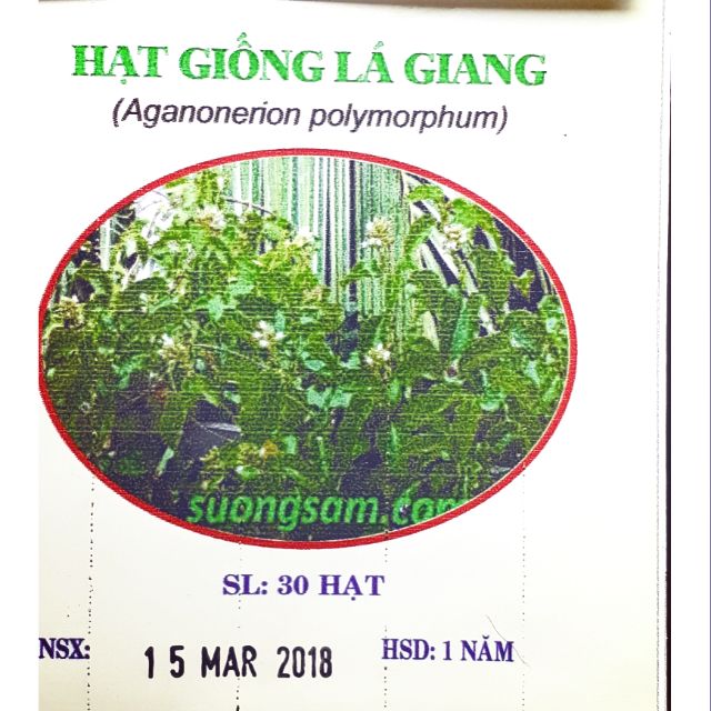 40 Hạt giống Lá giang+ thuốc kích mầm