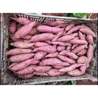 Khoai Lang Nhật Size trung 6-10 củ 1kg