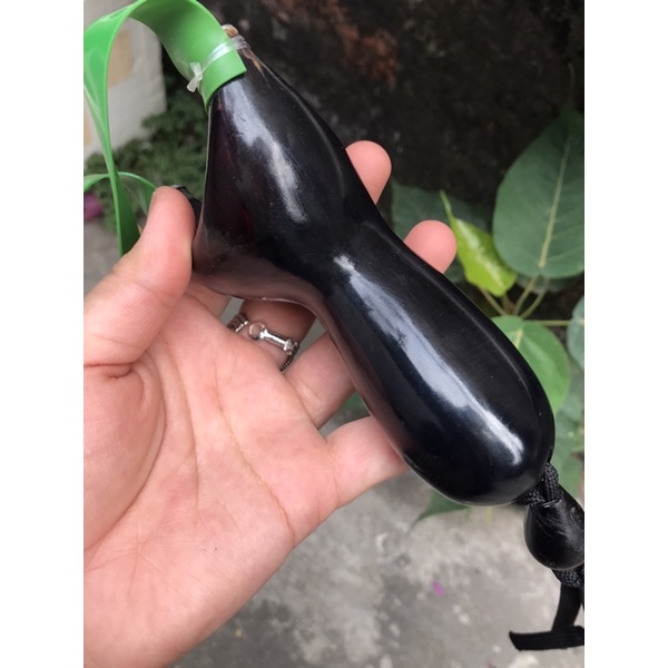 Ná gỗ mun sừng