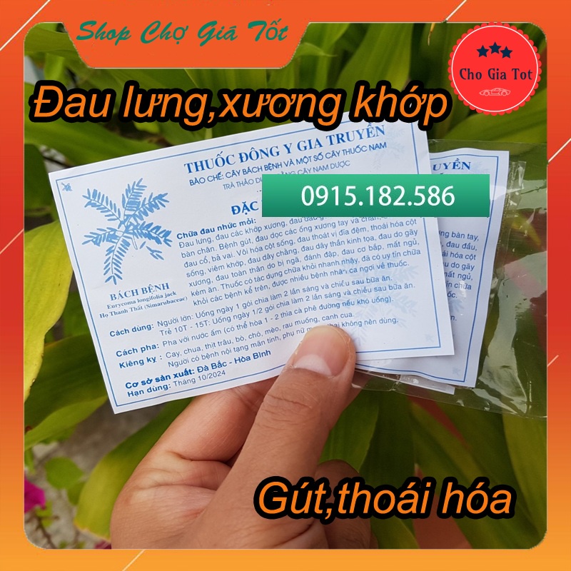 Đông y gia truyền cây bách bệnh Hòa Bình hỗ trợ xương khớp gút thoái hóa