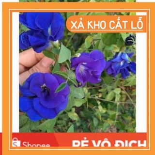 (SALE LỚN) 50 hạt giống hoa đậu biếc