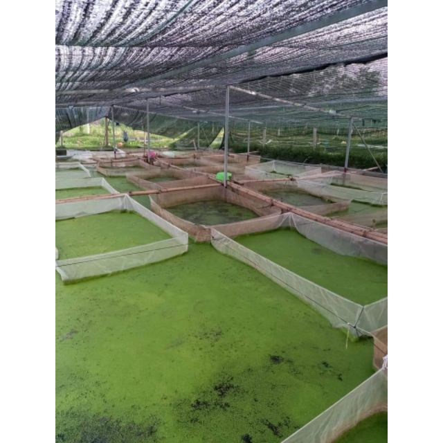 tráng nuôi ốc nhồi , ốc bưu đen - loại dài 4m , rộng 2m , cao 1m sản phẩm tốt 121