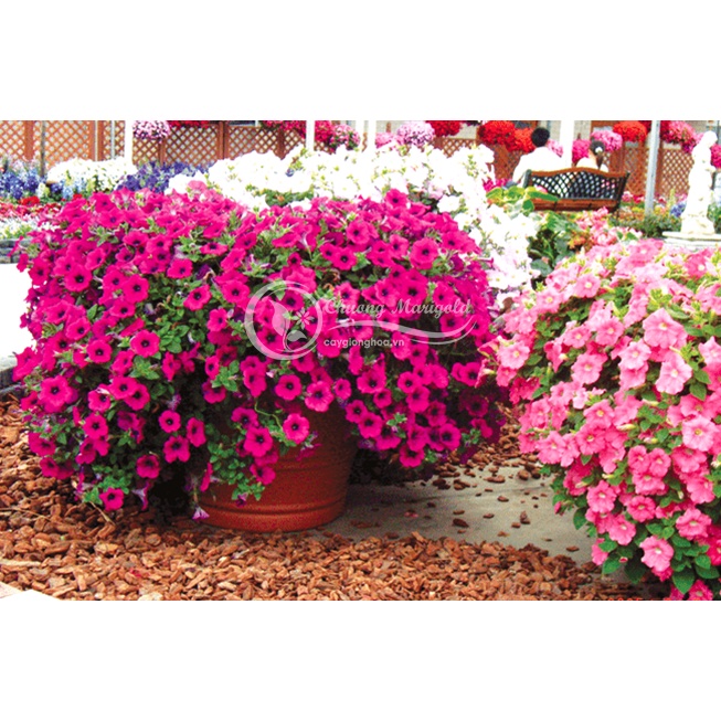 Shop 1K - Gói 100 hạt hoa yến thảo rủ petunia - Tặng thuốc kích hạt nảy mầm nhanh chóng + Hướng dương siêu Lùn