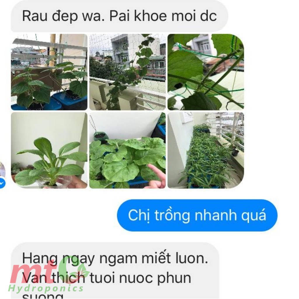 Thùng Thủy Canh Tĩnh Trồng Rau Ăn Lá - Tặng Viên Nén Ươm Hạt