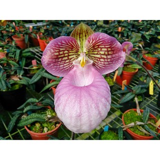 Lan hài mốc hồng cây đẹp khỏe