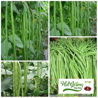 Hạt giống đậu đũa LINH NGOC