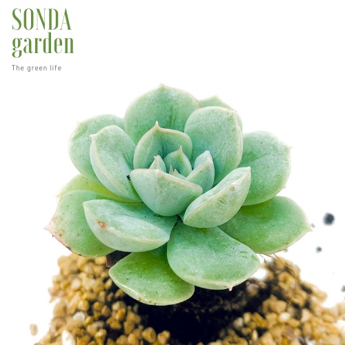 Sen đá liên đài trắng SONDA GARDEN size mini 2.5-4cm, xuất xứ Đà Lạt, khoẻ đẹp, lỗi 1 đổi 1