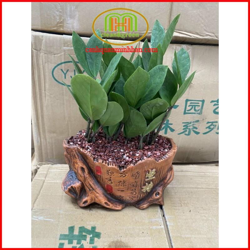 Cây kim tiền trong chậu đất giả gỗ chưng bàn làm việc