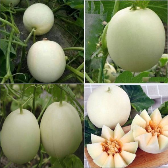 Hạt giống dưa lê bạch tuyết siêu ngọt KN03 - Gói 20 hạt