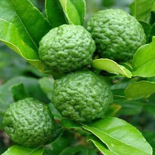 Hạt giống Chanh Thái Lan / Chanh Chúc gói 5 hạt