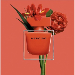 Narciso Rouge đỏ lùn