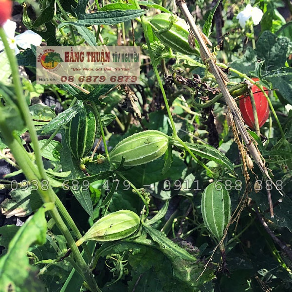 Khổ Qua Rừng Hằng Thuận Tây Nguyên