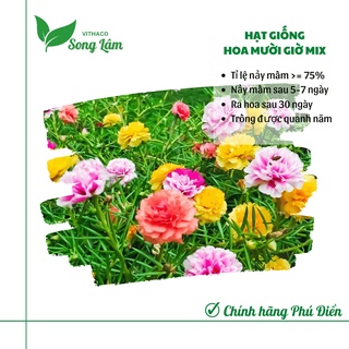 [Phú Điền Seeds] Hạt giống hoa mười giờ Mỹ mix nhiều màu gói 100 hạt