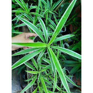 Cây dây nhện ( cỏ lan chi)