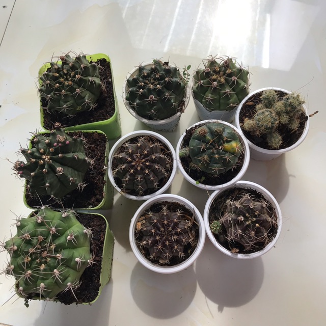 set xương rồng sẵn nụ