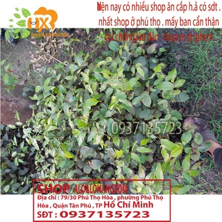 combo 5 cây sao đen -cây giống
